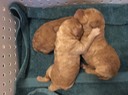 Day 7 - Chubby Puppies