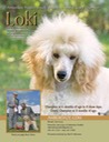 Loki GCH poodle variety add5x7