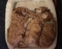 Napping in Birth Order - Red- Blue- Green