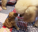 Puppy Meets Big Brother 4 weeks Old